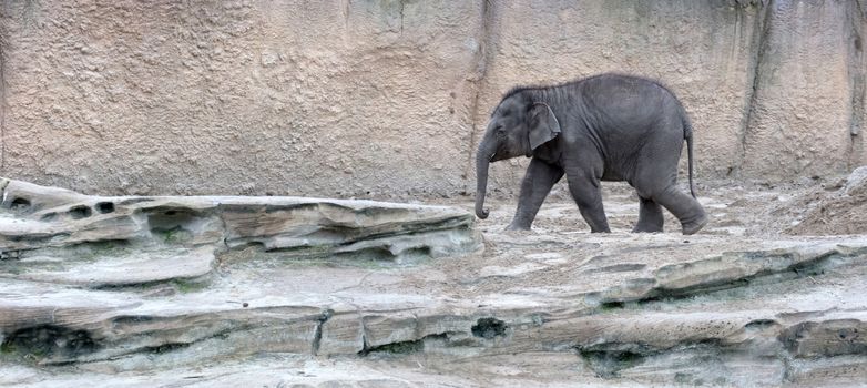 Baby elephant walking, from right to left