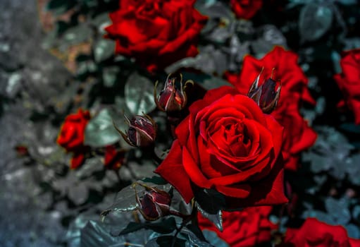 Blooming beautiful colorful roses in the garden background