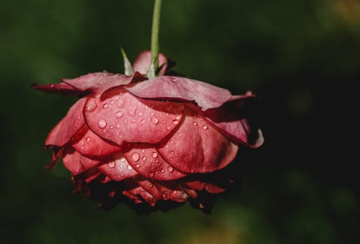 Beautiful colorful Rose with water drops on it