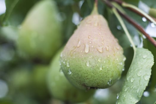 single green wet pear with others in the background after the rain