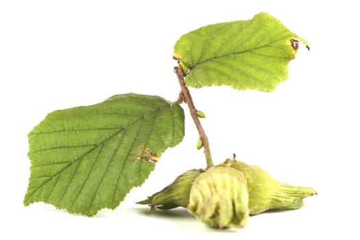 Brown Hazelnut with green shell isolated on white background