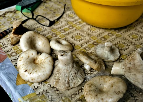 washed and prepared for salting mushrooms on the table