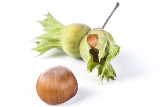Brown Hazelnut with green shell isolated on white background