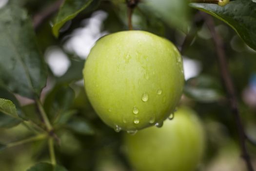 Rain drops on green apple right after the rain
