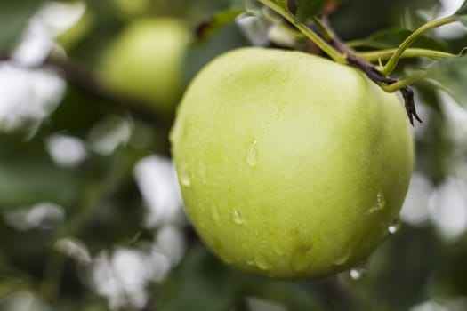 Rain drops on green apple right after the rain