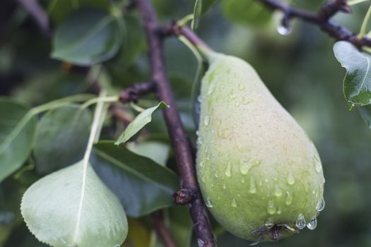 single green wet pear on the tree brach after the rain