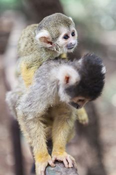 Little mokey baby on het mothers back 