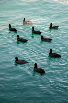 Flock of birds on water with water surface background