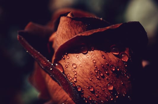 Beautiful fresh roses in close up view