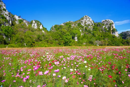 Pink cosmos flowers in field with the blue sky. 