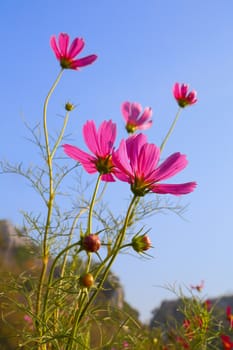 Close up of pink cosmos flowers on natural background.