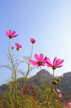 Close up of pink cosmos flowers on natural background.