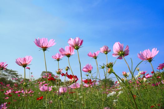 Close up of pink cosmos flowers on natural background.