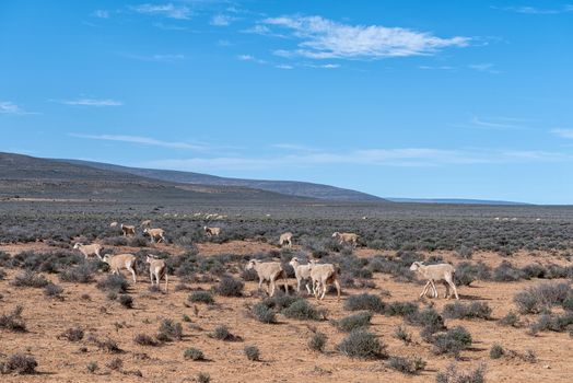 A typical Karoo landscape with sheep grazing near Middelpos  in the Northern Cape Province of South Africa