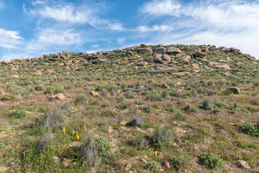 Yellow bulbinellas (Bulbinella nutans) and purple felicias above Gannaga Pass in the Tankwa Karoo of South Africa