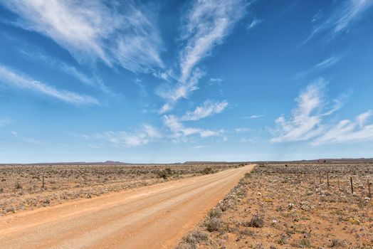 A road landscape with white wildflowers near Williston in the Northern Cape Province of South Africa