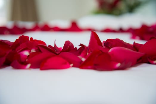 Roses placed on the the bed in wedding day. bridal house