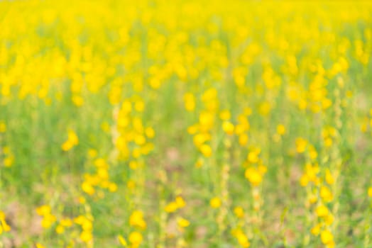 Yellow flowers in countryside of Thailand, Thai flower, blurs