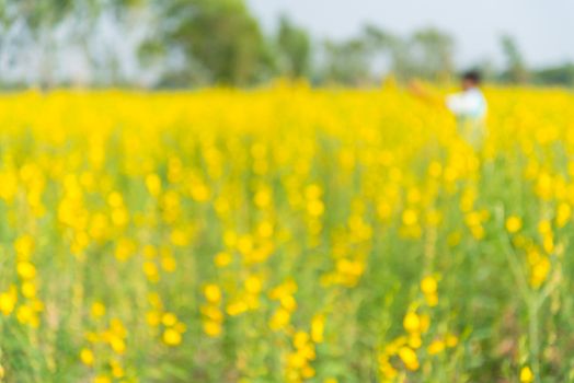 Yellow flowers in countryside of Thailand, Thai flower, blurs