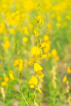 Yellow flowers in countryside of Thailand, Thai flower, blurs