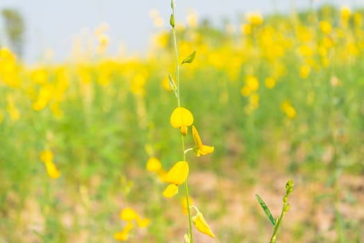 Yellow flowers in countryside of Thailand, Thai flower, blurs