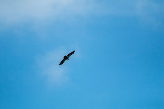 Hawk with prey. Hawk flying in the blue sky. Hawk hunted the mouse. Hawk flying high in the blue sky hunting for food.

