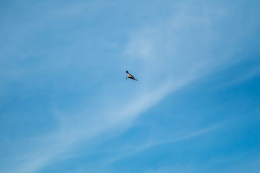 Hawk with prey. Hawk flying in the blue sky. Hawk hunted the mouse. Hawk flying high in the blue sky hunting for food.

