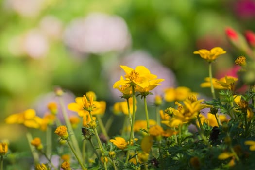 The background image of the colorful flowers, background nature