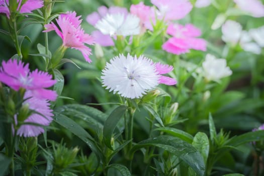 The background image of the colorful flowers, background nature