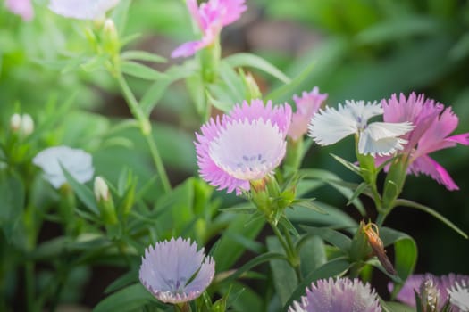 The background image of the colorful flowers, background nature