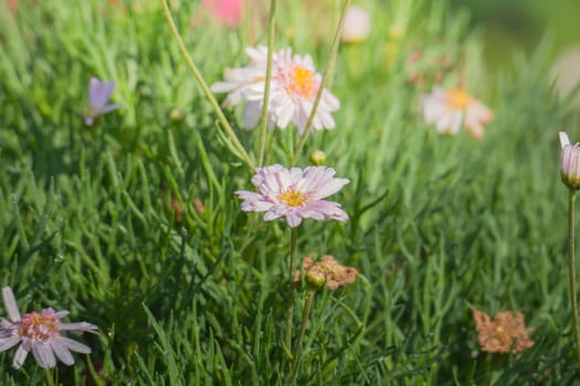 The background image of the colorful flowers, background nature