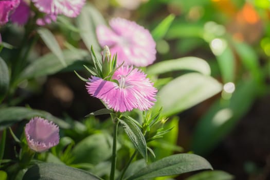 The background image of the colorful flowers, background nature