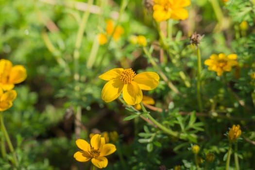 The background image of the colorful flowers, background nature