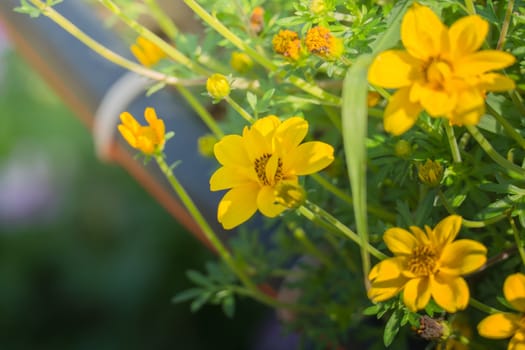 The background image of the colorful flowers, background nature