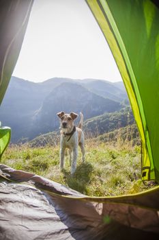 camping with cute terrier dog in the mountains