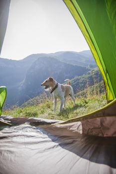 camping with cute terrier dog in the mountains