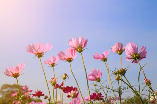 Pink cosmos flowers in the field with morning ray light.