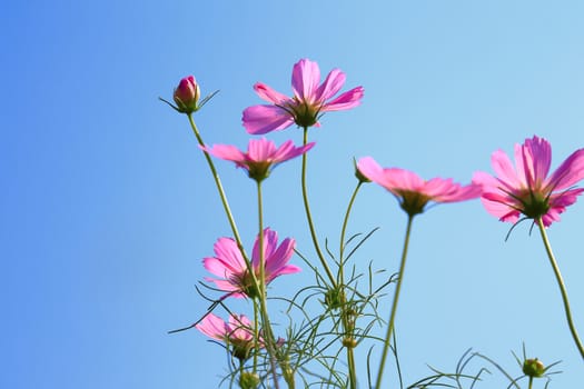 Pink cosmos flowers in the field with blue sky.