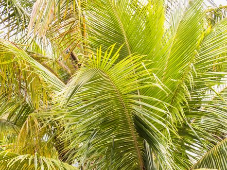 Close-up view of green palm leaf branches on sunny day.