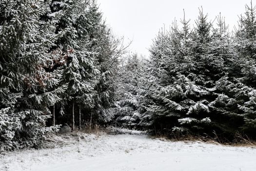 Forest and trees with snow in winter and blanket of clouds in Bavaria, Germany