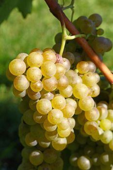 Close up one bunch of autumn ripe white grape hanging at vineyard at sunshine, low angle view