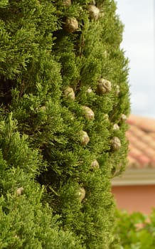 Cypress with cones, vertical frame sunlight blurred background.