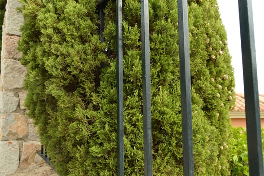 High cypress grows behind a metal fence and stone wall, beautiful view.