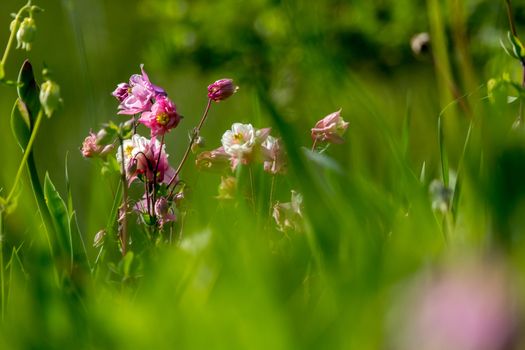 Pink wild flowers. Blooming flowers. Beautiful pink rural flowers in green grass. Meadow with rural flowers. Field flowers. Nature flower in spring. Flowers in meadow. 

