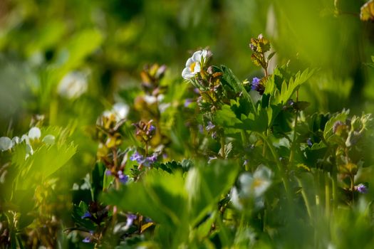 Strawberry flowers. Blooming strawberries. Beautiful white strawberry flowers in green grass. Meadow with strawberry flowers. Field strawberry flowers. Nature strawberry flower in spring. Strawberry flowers in meadow. 

