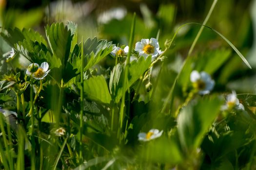 Strawberry flowers. Blooming strawberries. Beautiful white strawberry flowers in green grass. Meadow with strawberry flowers. Field strawberry flowers. Nature strawberry flower in spring. Strawberry flowers in meadow. 

