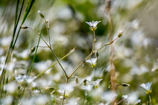 White wild flowers. Blooming flowers. Beautiful white rural flowers in green grass as background. Meadow with white flowers. Field flowers. Nature flower in spring and summer. Flowers in meadow. 