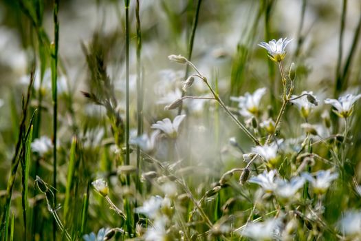 White rural flowers. Blooming flowers. Beautiful white wild flowers in green grass as background. Meadow with white flowers. Field flowers. Nature flower in spring and summer. Flowers in meadow. 