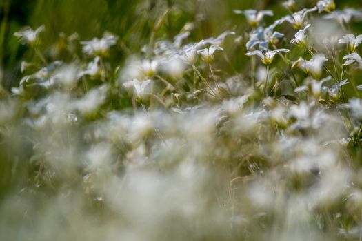 White wild flowers. Blooming flowers. Beautiful white wild flowers in green grass as background. Meadow with white flowers. Field flowers. Nature flower in spring and summer. Flowers in meadow. 