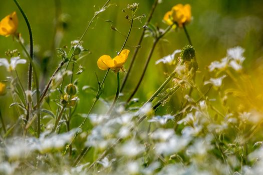 White and yellow wild flowers. Blooming flowers. Beautiful white and yellow wild flowers in green grass as background. Meadow with wild flowers. Field flowers. Nature flower in spring and summer. Flowers in meadow. 